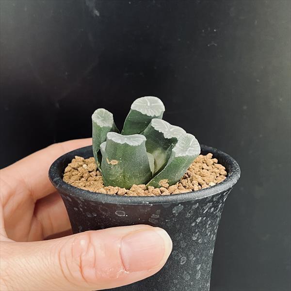 多肉植物：ハオルチア 万象*S 幅5cm : 遊恵盆栽 Yahoo!店 - 通販
