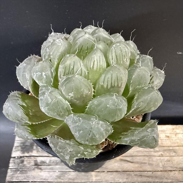 多肉植物：ハオルチア 紫オブツーサ×OB-1 実生*幅7cm : 遊恵盆栽