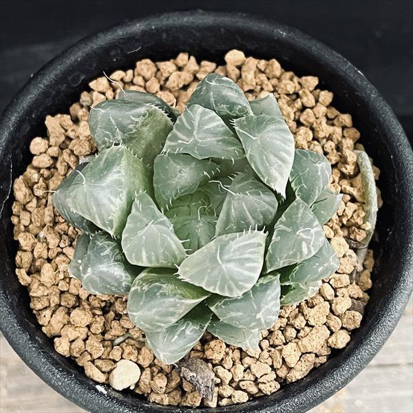 多肉植物：ハオルチア 紫オブツーサ×OB-1 実生*幅5.5cm : 遊恵盆栽