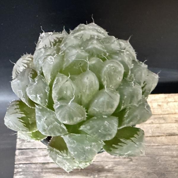 多肉植物：ハオルチア 紫オブツーサ×OB-1 実生*幅7cm : 遊恵盆栽