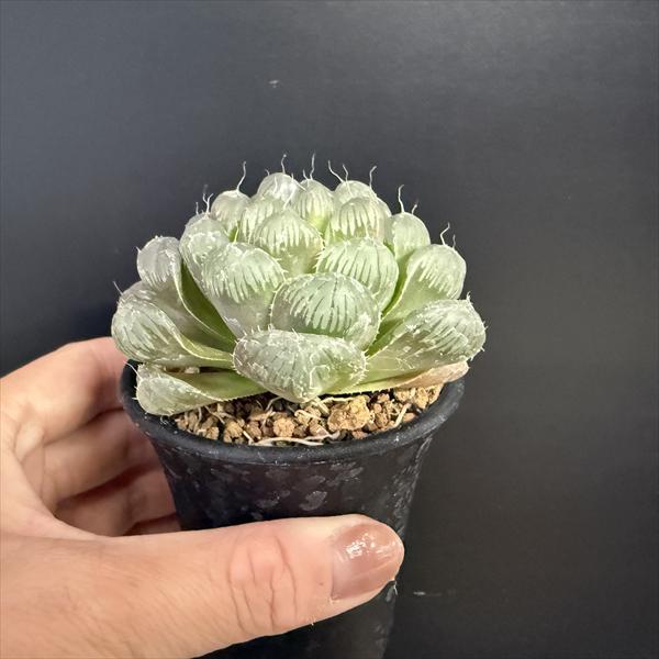 多肉植物：ハオルチア 紫オブツーサ×OB-1 実生*幅7cm : 遊恵盆栽