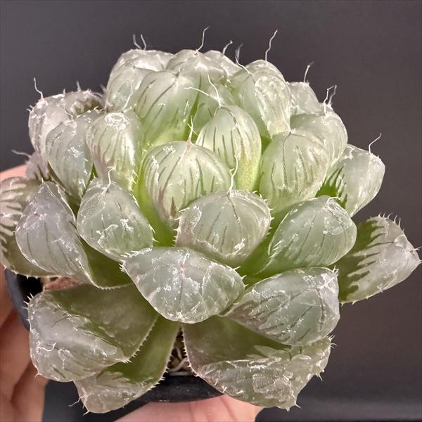 多肉植物：ハオルチア 紫オブツーサ×OB-1 実生*幅7cm : 遊恵盆栽