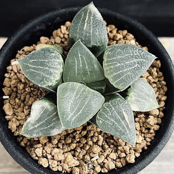 多肉植物：ハオルチア コンプト×ピクタ CP-3*幅5.5cm : 遊恵盆栽