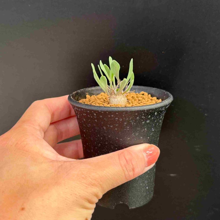 ☆特価☆コーデックス：オトンナ ユーフォルビオイデス 実生*S 葉幅