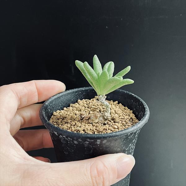 コーデックス：チレコドン スルフレウス*葉幅4cm 現品！一品限り