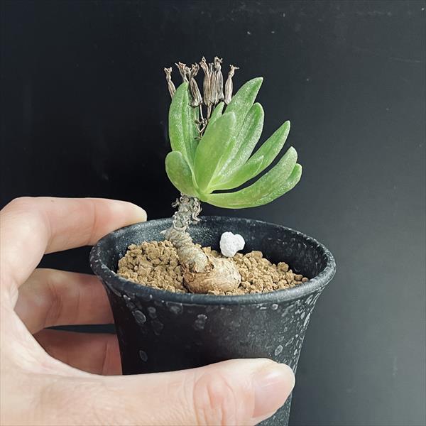 コーデックス：チレコドン スルフレウス*葉幅4.5cm 現品！一品限り