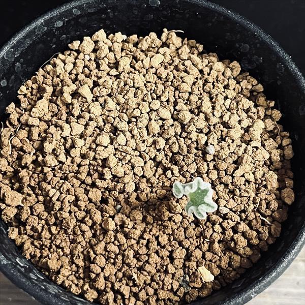 球根植物：エリオスペルマム チタノプソイデス*葉幅1.2cm 現品！一品