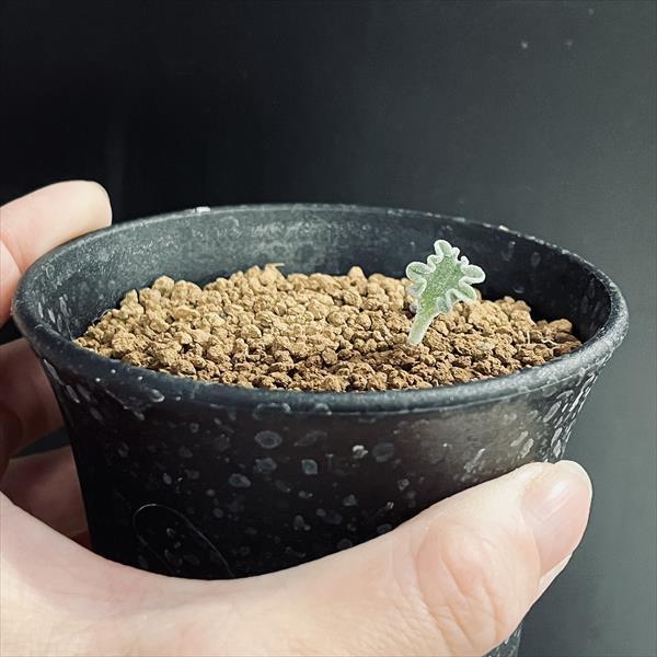 球根植物：エリオスペルマム チタノプソイデス*葉幅1.2cm 現品！一品