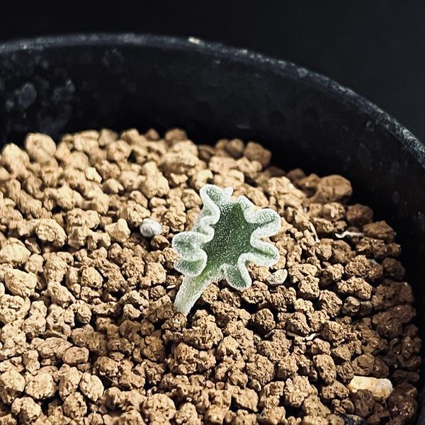 球根植物：エリオスペルマム チタノプソイデス*葉幅1.2cm 現品！一品