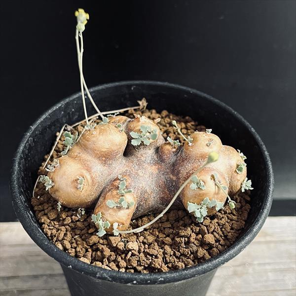 コーデックス：オトンナ カカリオイデス*塊根幅7cm 現品！一品限り