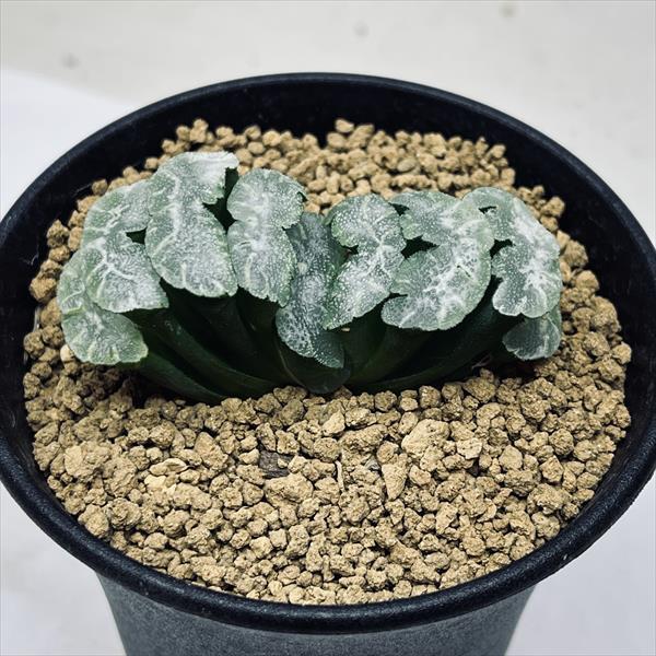 多肉植物：ハオルチア 玉扇 酒井スーパーモンスト*幅7cm : 遊恵盆栽