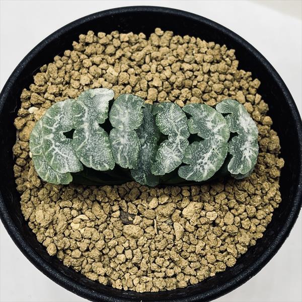 多肉植物：ハオルチア 玉扇 酒井スーパーモンスト*幅7cm : 遊恵盆栽