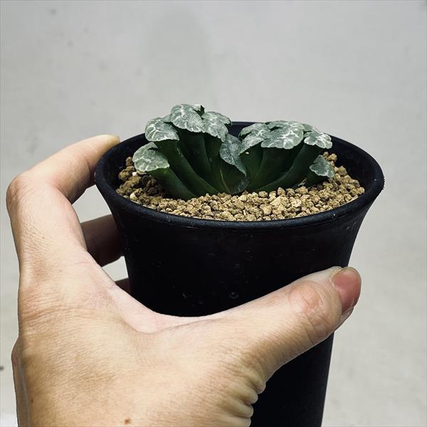 多肉植物：ハオルチア 玉扇 酒井スーパーモンスト*幅7cm : 遊恵盆栽