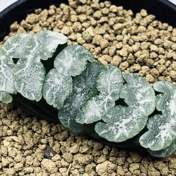 多肉植物：ハオルチア 玉扇 酒井スーパーモンスト*幅7cm : 遊恵盆栽