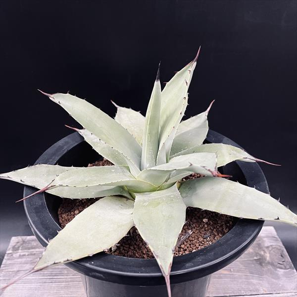 多肉植物：アガベ 吉祥天*幅19cm 現品！一品限り : 遊恵盆栽 Yahoo