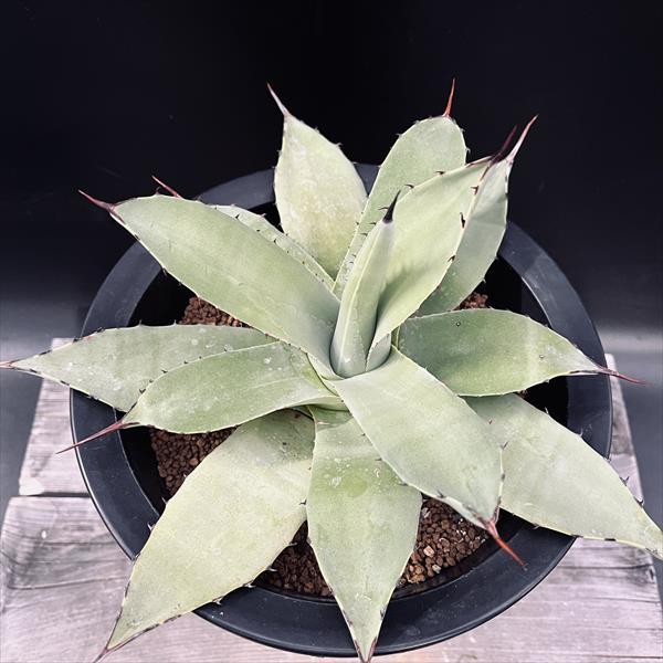 多肉植物：アガベ 吉祥天*幅19cm 現品！一品限り : 遊恵盆栽 Yahoo