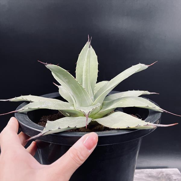 多肉植物：アガベ 吉祥天*幅19cm 現品！一品限り : 遊恵盆栽 Yahoo