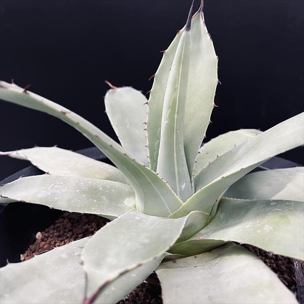 多肉植物：アガベ 吉祥天*幅19cm 現品！一品限り : 遊恵盆栽 Yahoo