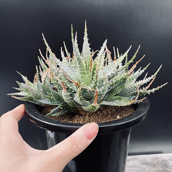 送料無料 アロエ 20年以上の親株 古株 多肉植物 送料無料 アロエ 20年