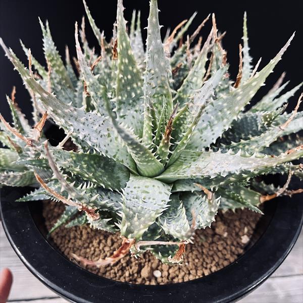 多肉植物：アロエ 群生*幅20cm 現品！一品限り : 遊恵盆栽 Yahoo!店