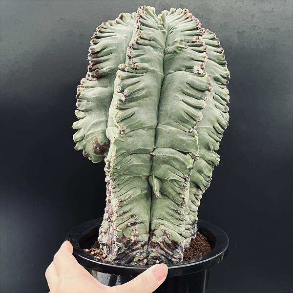 サボテン：アストロフィツム 碧瑠璃鸞鳳柱 ツギ*幅18cm 現品！一品