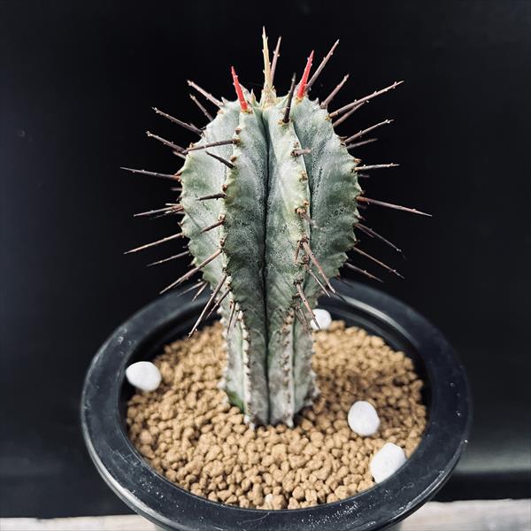 多肉植物：ユーフォルビア ホリダ柱*幅4.5cm : 遊恵盆栽 Yahoo!店