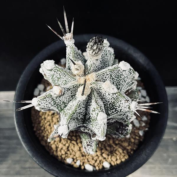 【現品】サボテン　赤鳳（セキホウ）　9号　白セラアート鉢（1） 現品】サボテン 赤鳳（セキホウ） 9号 白セラアート鉢（1