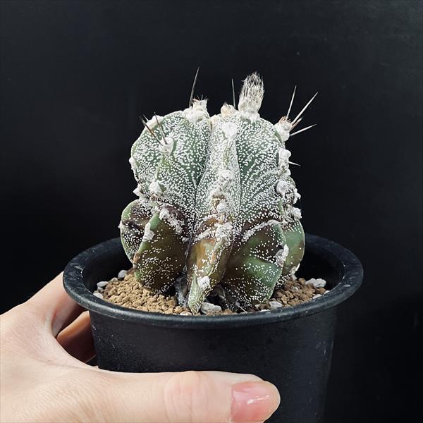 サボテン:アストロフィツム 白瑞鳳玉*幅7cm 現品!一品限り サボテン:アストロフィツム 白瑞鳳玉*幅7cm 現品!一品限り