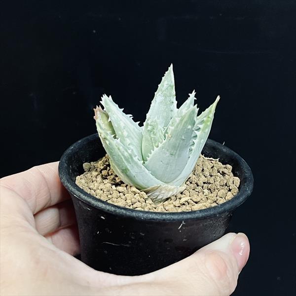 多肉植物：アロエ 竜山錦*S 幅5cm : 遊恵盆栽 Yahoo!店 - 通販