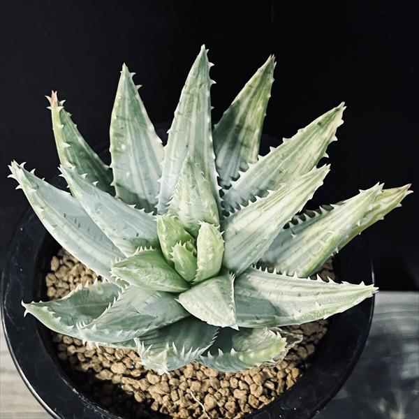多肉植物：アロエ 竜山錦*幅10cm 現品！一品限り : 遊恵盆栽 Yahoo