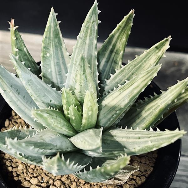 アロエ 竜山錦 美株 親株 子株1つ付き 5号菊鉢 多肉植物：アロエ 竜山錦*幅21cm 現品！一品限り : 遊恵盆栽 Yahoo