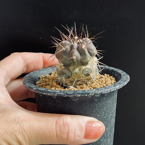 サボテン：コピアポア 黒王丸*幅3.5cm ☆赤松実生 現品！一品限り ※傷