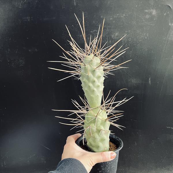 テフロカクタスアオラカンザス FNつき18種類セット5粒ずつ