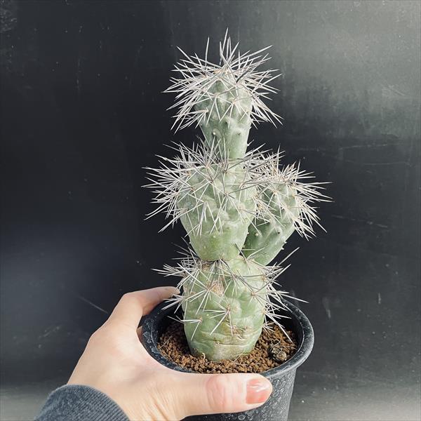 さぼてんページ さぼてんページ さぼてん食堂 on X