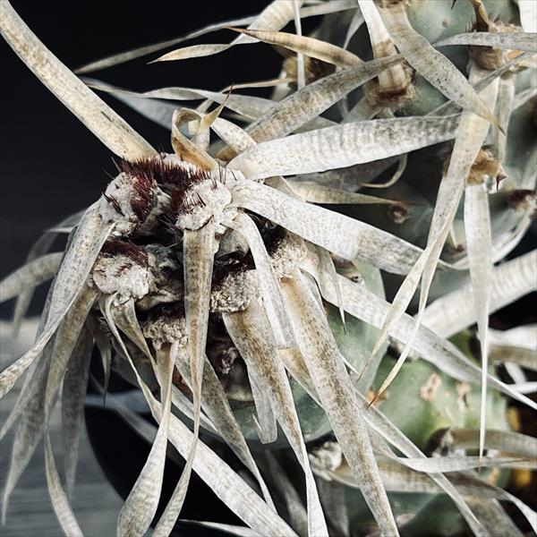 サボテン：テフロカクタス シリンガカンツス*M 幅8.5cm 現品！一品