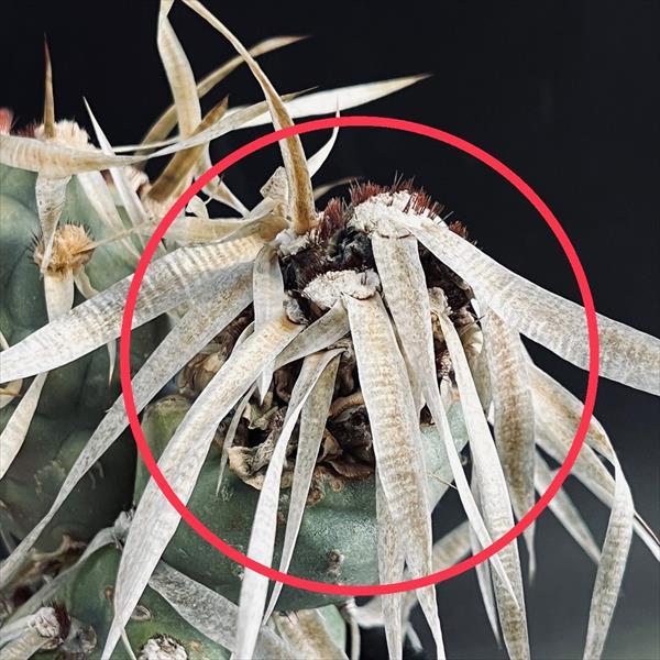 サボテン：テフロカクタス シリンガカンツス*M 幅8.5cm 現品！一品