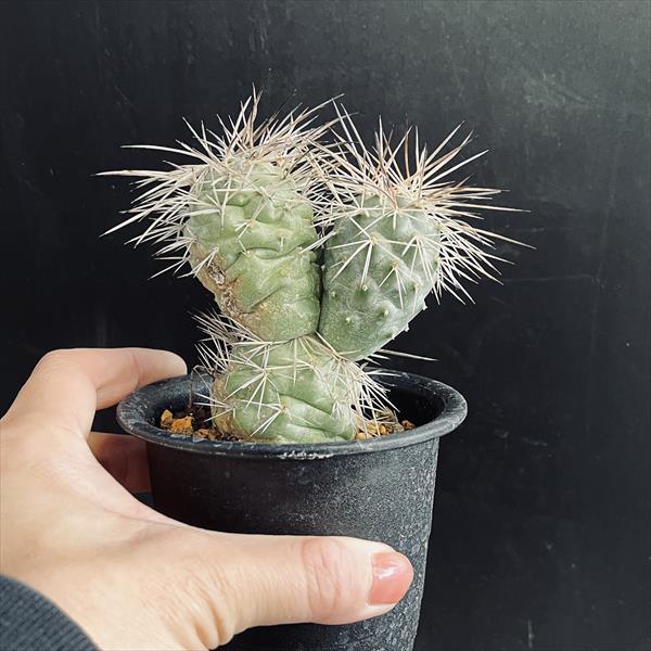 サボテン：テフロカクタス アレキサンデリ*幅7.5cm 現品！一品限り