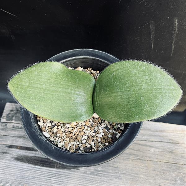 ハエマンサス 斑入り 希少品 観葉植物 球根植物 球根植物：ハエマンサス ネルソニー*葉幅16cm 現品！一品限り : 遊恵