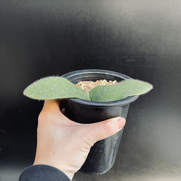ハエマンサス 斑入り 希少品 観葉植物 球根植物 楽天市場】ハエマンサス（花・観葉植物｜花・ガーデン・DIY）の通販 花