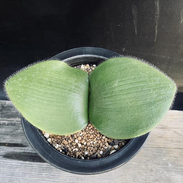 球根植物：ハエマンサス ネルソニー*葉幅15cm 現品！一品限り : 遊恵