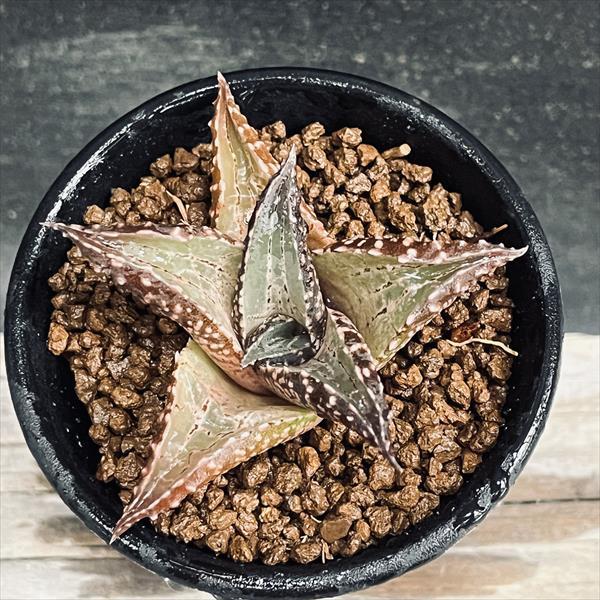 多肉植物：ハオルチア 竜鱗*M 幅7cm : 遊恵盆栽 Yahoo!店 - 通販