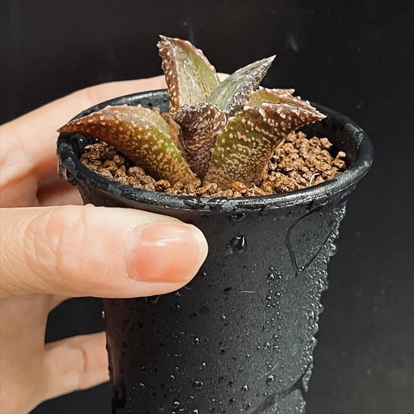 多肉植物：ハオルチア 竜鱗*M 幅7cm : 遊恵盆栽 Yahoo!店 - 通販