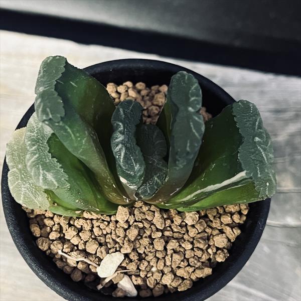 多肉植物：ハオルチア 玉扇錦*幅7cm 現品！一品限り : 遊恵盆栽