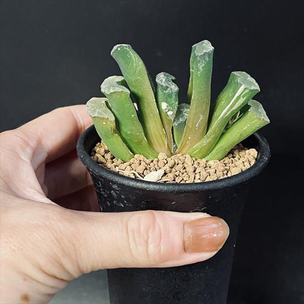 多肉植物：ハオルチア 玉扇錦*幅7cm 現品！一品限り : 遊恵盆栽