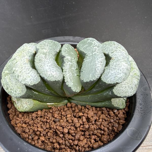 多肉植物：ハオルチア 玉扇 写楽*幅9cm 現品！一品限り : 遊恵盆栽