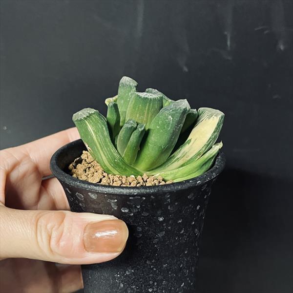 多肉植物：ハオルチアhyb.錦 万象×玉扇*幅6cm 現品！一品限り : 遊恵