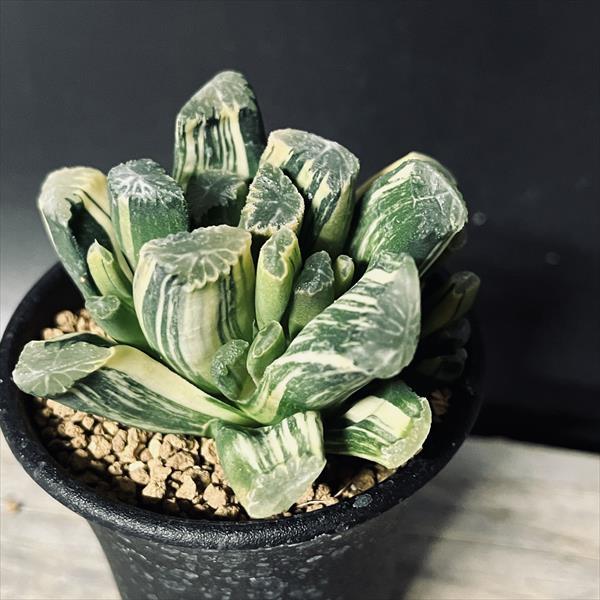 多肉植物：ハオルチアhyb.錦 万象×玉扇*幅7.5cm 現品！一品限り