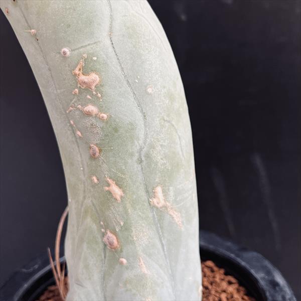 サボテン：トリコケレウス 珍宝閣 なるほど柱*幅4.5cm 現品！一品