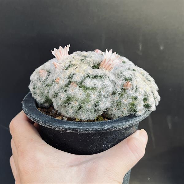 サボテン：マミラリア 白星（ピンク花）*幅12cm 現品 一品限り