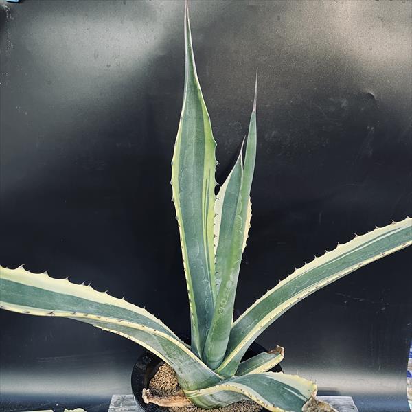 サルミアナフェロックスバターフィンガー 多肉植物：アガベ サルミアナ バターフィンガーズ*幅63cm 現品！一品